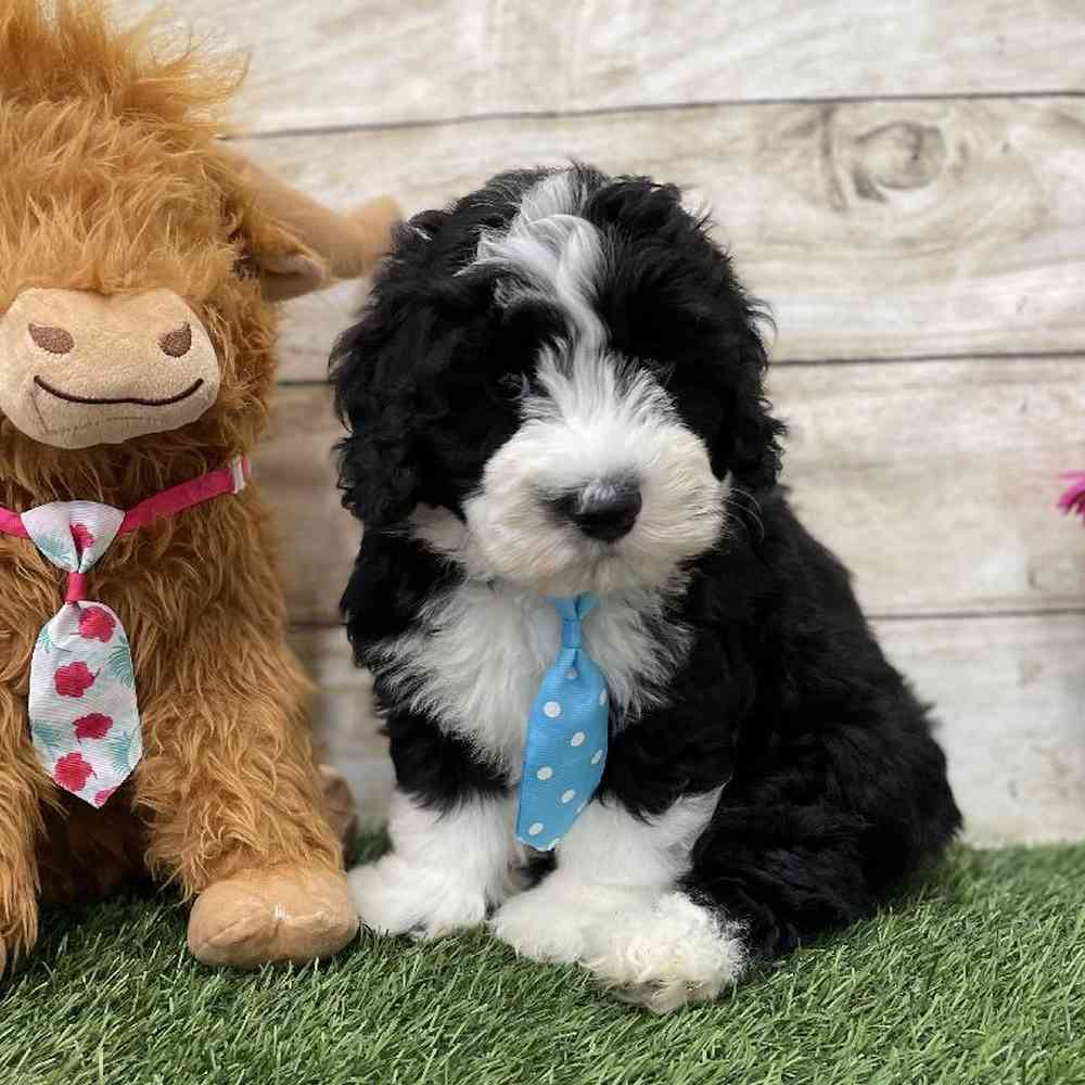 Male Mini Sheepadoodle Puppy for Sale in Braintree, MA