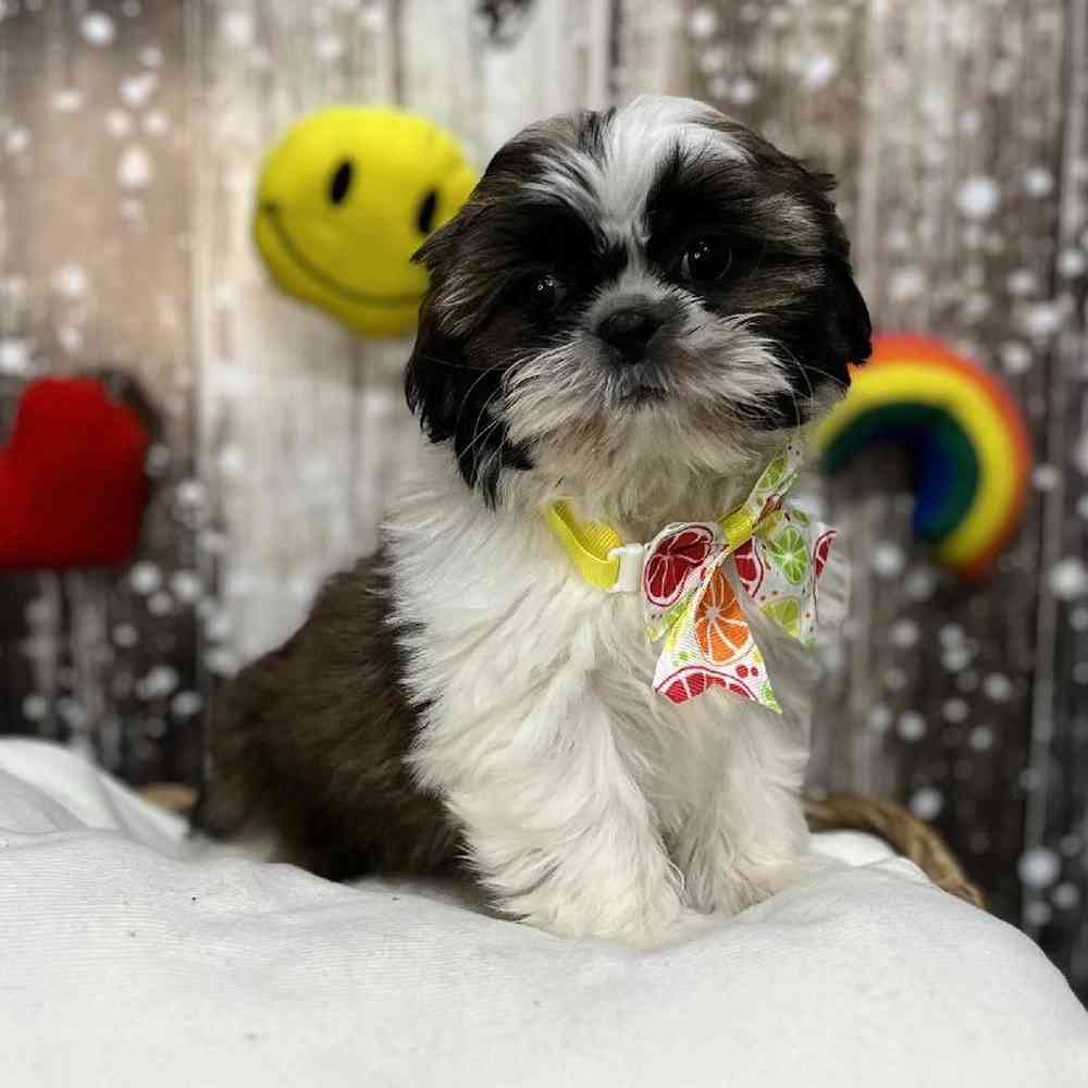 Female Shih Tzu Puppy for Sale in Saugus, MA