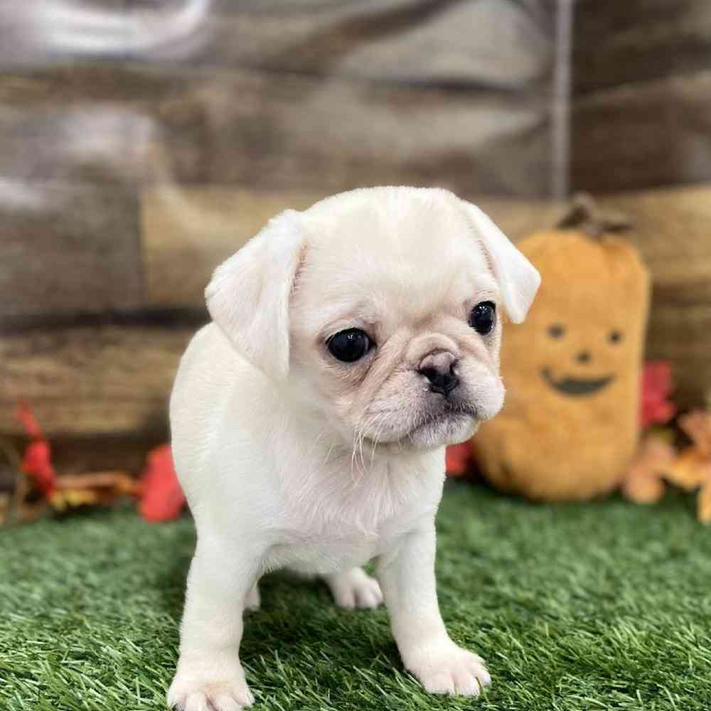 Female Pug Puppy for Sale in Braintree, MA
