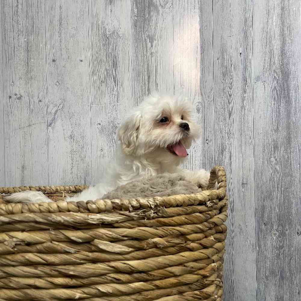 Male Malshi Puppy for sale