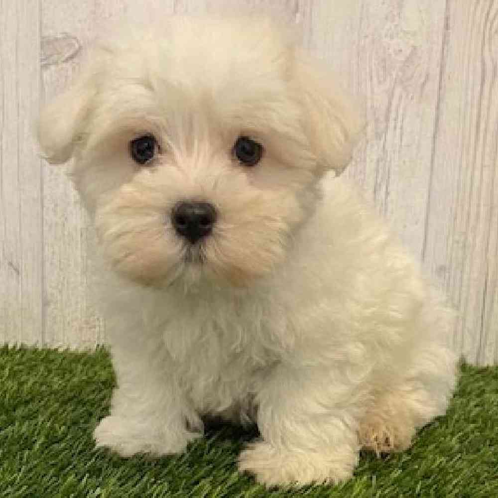 Male Maltese Puppy for sale
