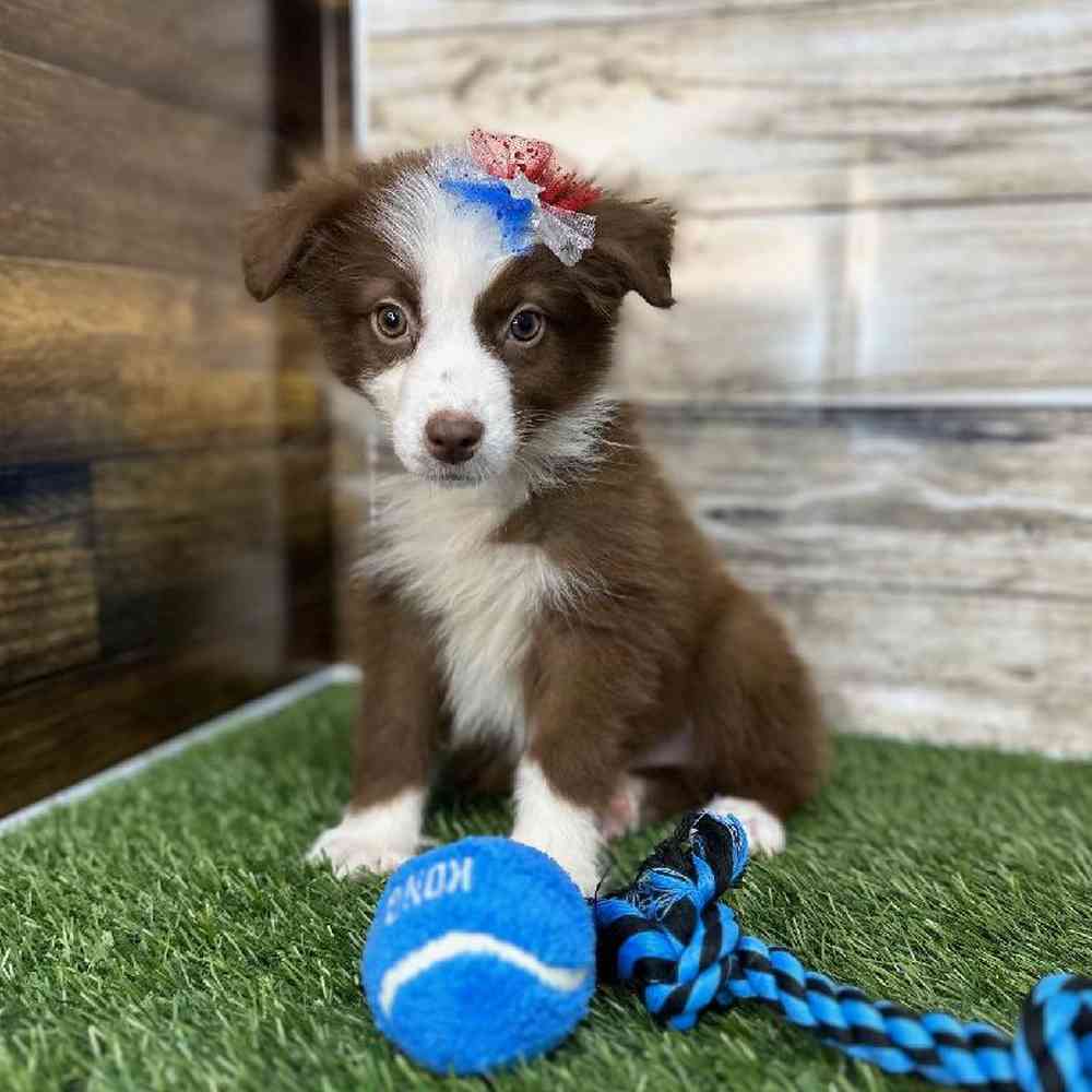 Female Miniature Australian Shepherd Puppy for Sale in Saugus, MA