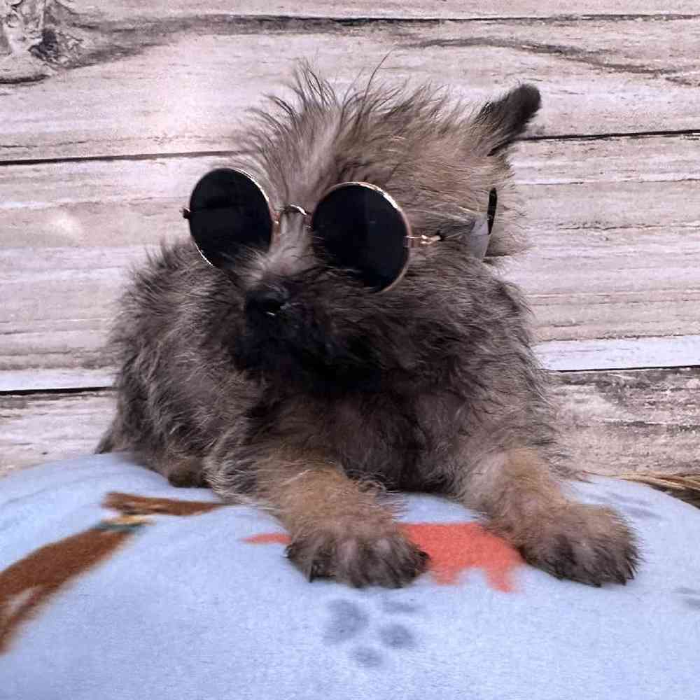Male Cairn Terrier Puppy for Sale in Saugus, MA