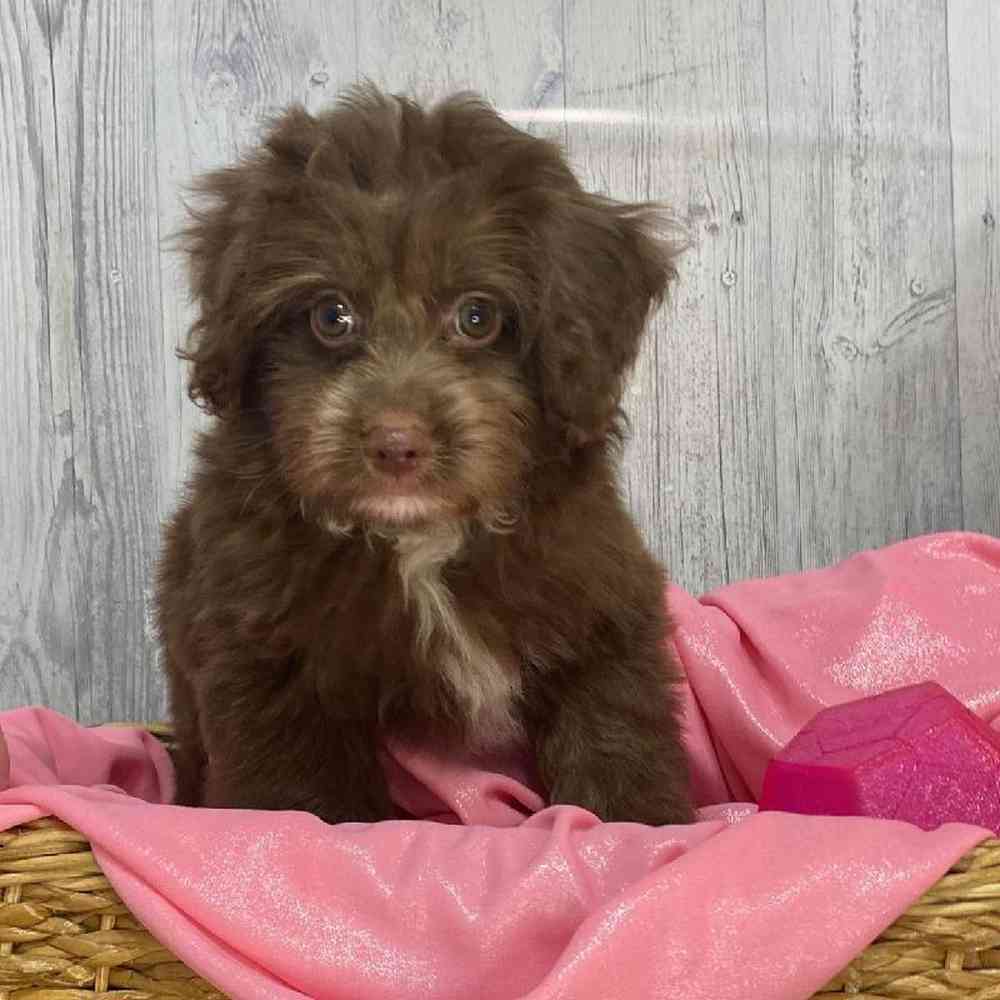 Female Mini Aussiedoodle Puppy for Sale in Saugus, MA