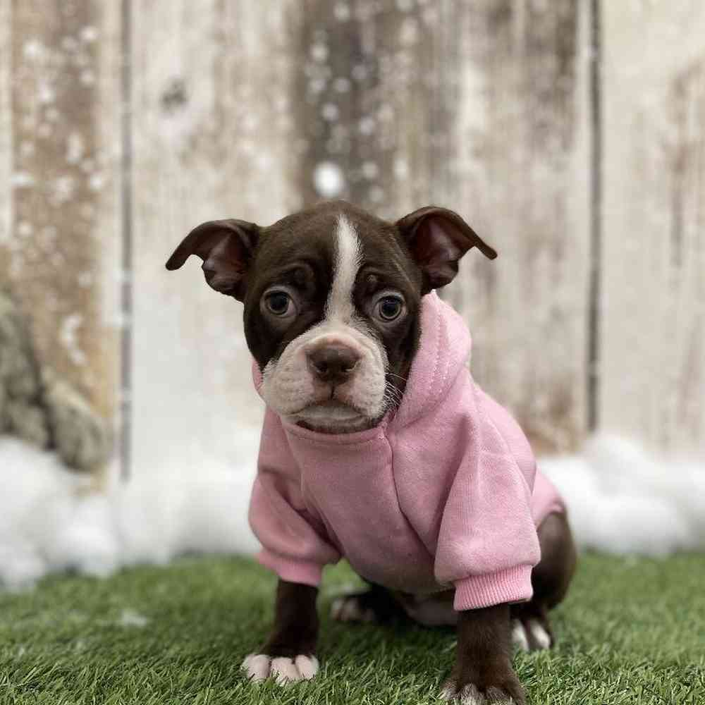 Female Boston Terrier Puppy for Sale in Braintree, MA