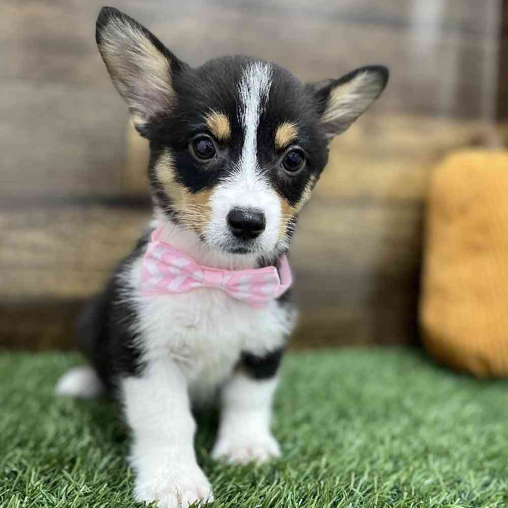Female Pembroke Welsh Corgi Puppy for Sale in Braintree, MA