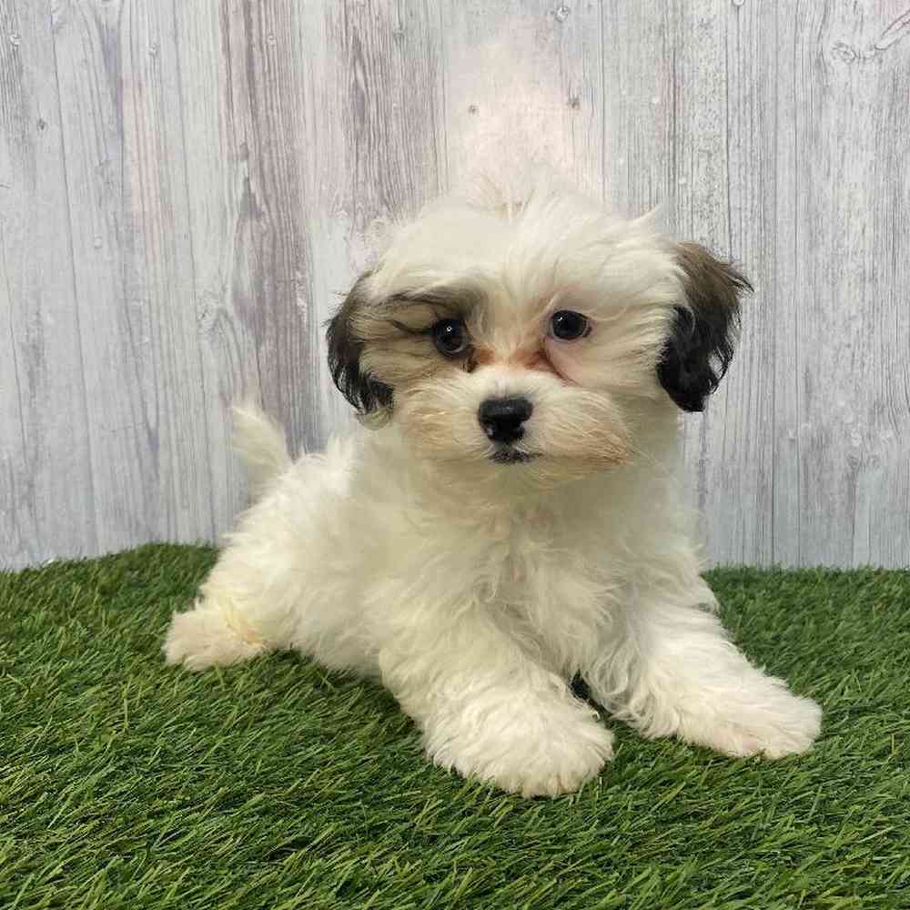 Male Shih-Poo Puppy for Sale in Saugus, MA