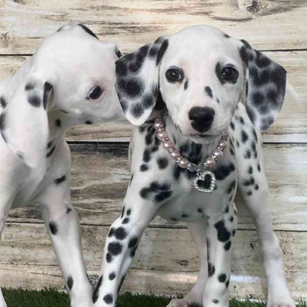 Female Dalmatian Puppy for Sale in Saugus, MA