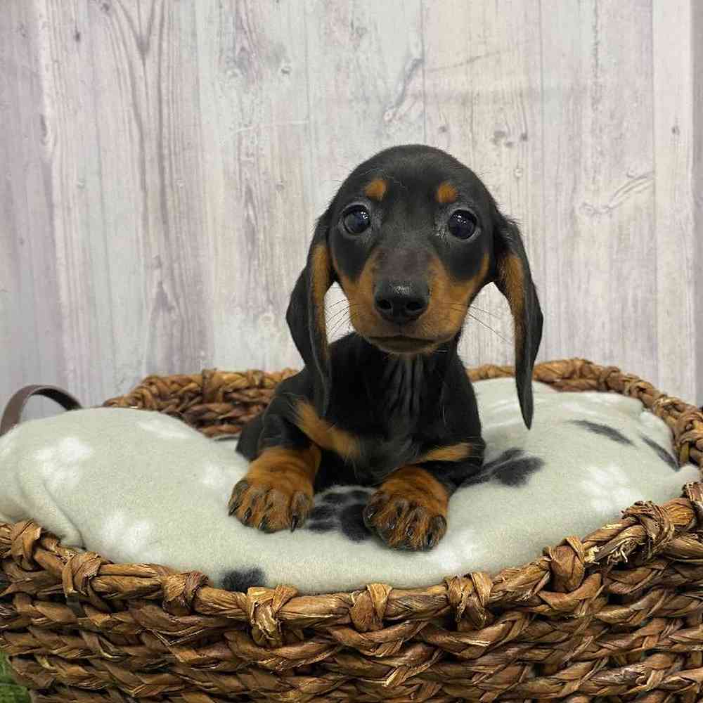 Female Dachshund Puppy for Sale in Saugus, MA
