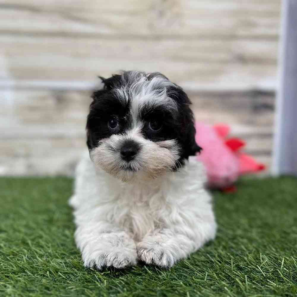 Female Shih-Poo Puppy for Sale in Saugus, MA