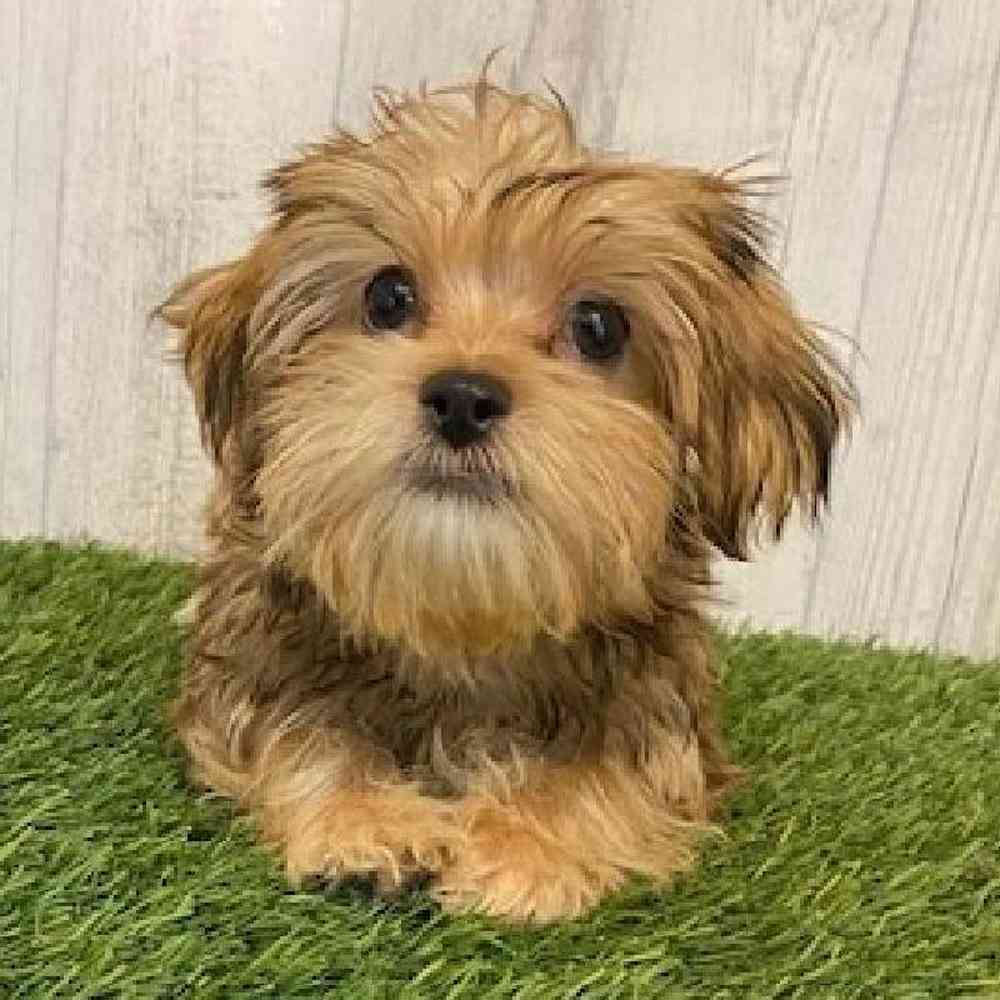 Male Shorkie Puppy for sale
