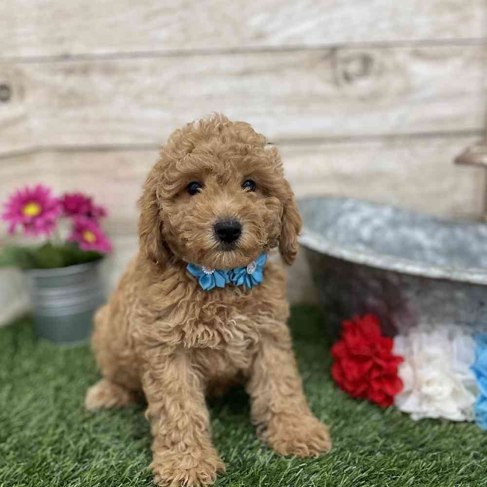 Female Mini Labradoodle 2nd Gen Puppy for Sale in Braintree, MA
