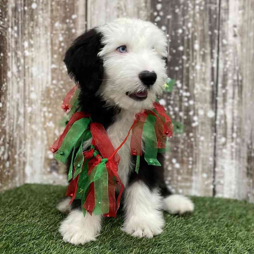 Male Old English Sheepdog Puppy for Sale in Braintree, MA