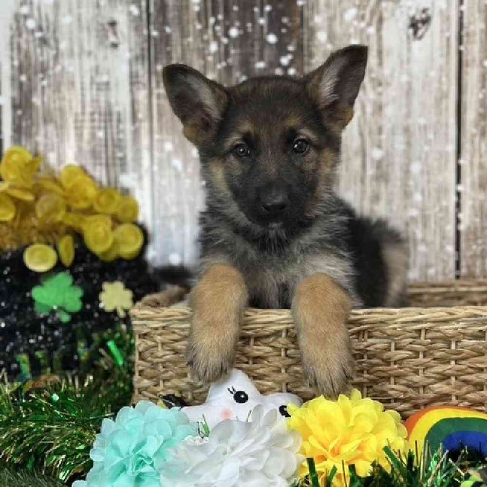 Female German Shepherd Dog Puppy for Sale in Saugus, MA