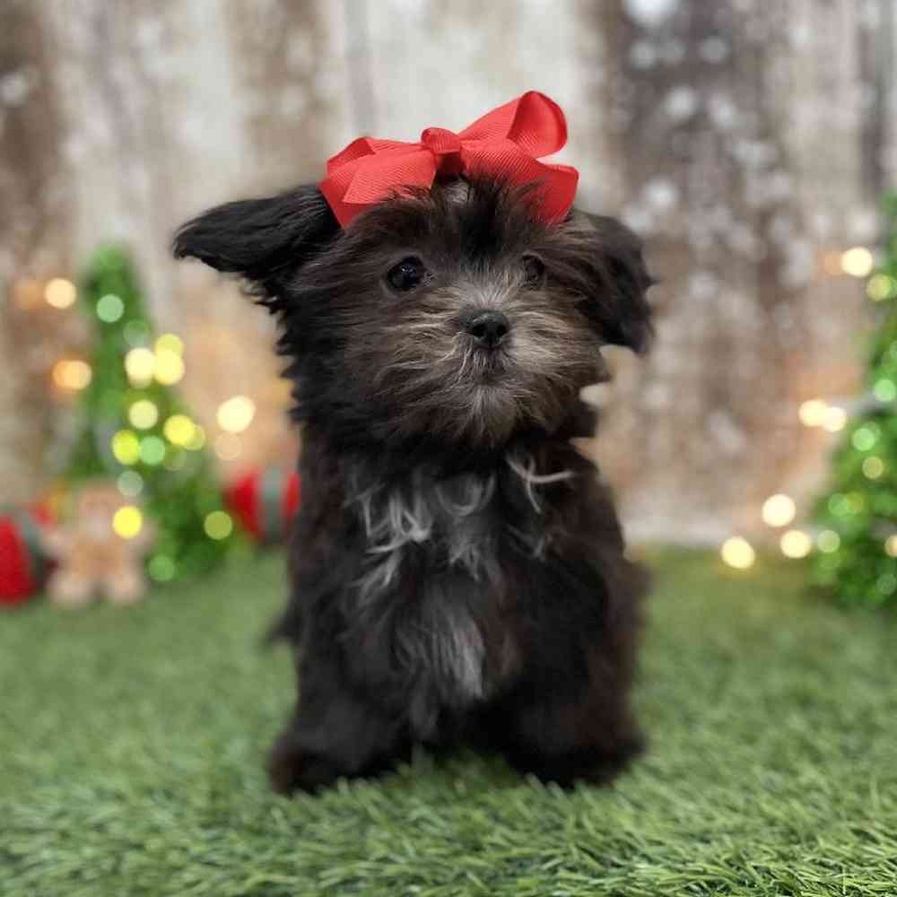 Female Malshi Puppy for Sale in Braintree, MA