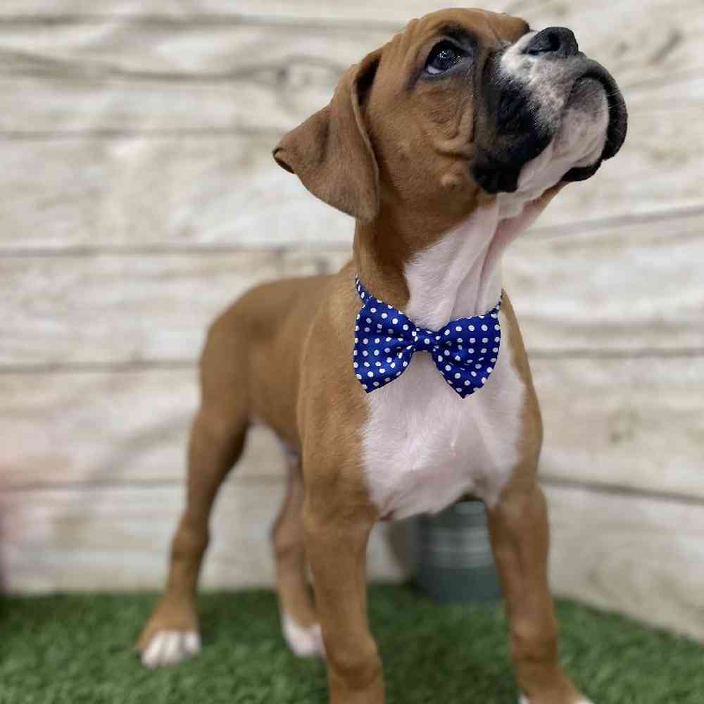 Male Boxer Puppy for Sale in Braintree, MA