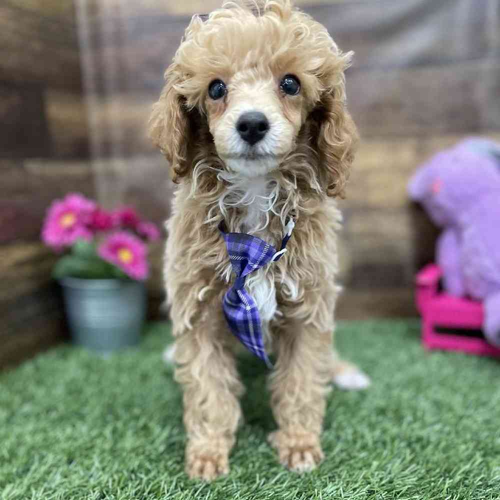 Male Poodle Toy Puppy for Sale in Braintree, MA