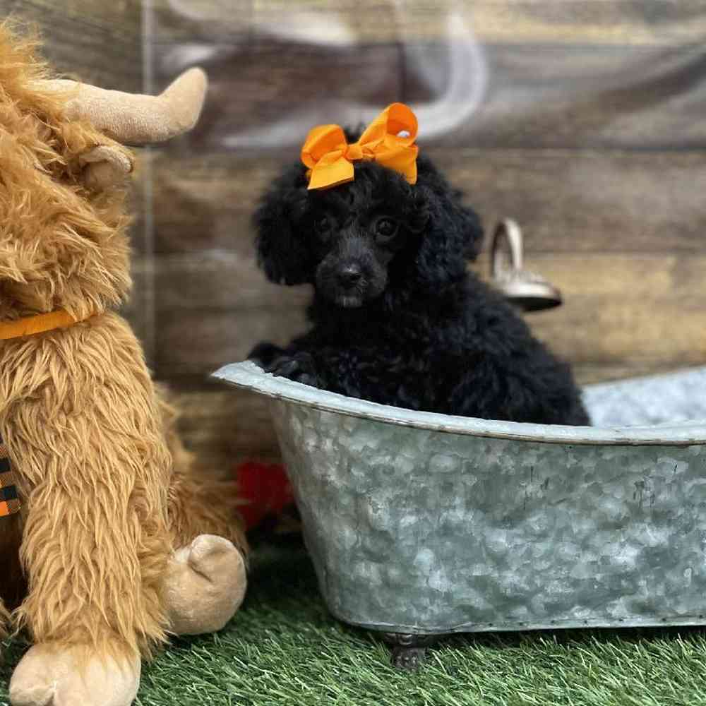 Female Poodle Toy Puppy for Sale in Braintree, MA