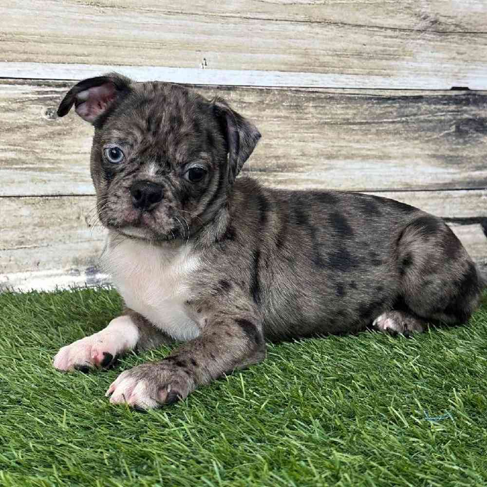 Male Bugg Puppy for Sale in Saugus, MA