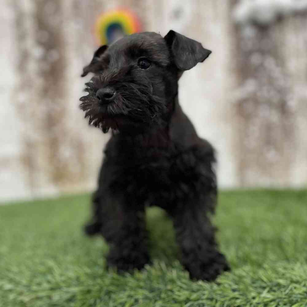 Female Miniature Schnauzer Puppy for Sale in Braintree, MA