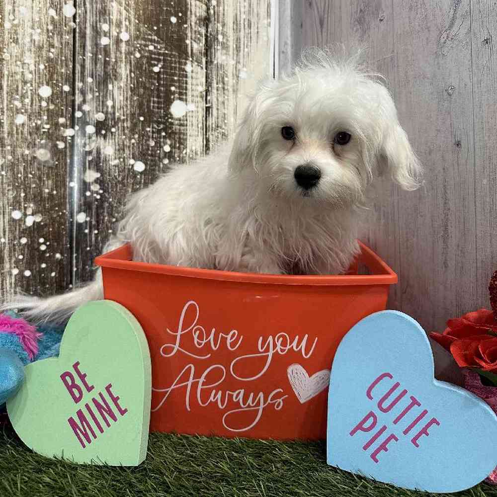 Male Maltese Puppy for Sale in Saugus, MA