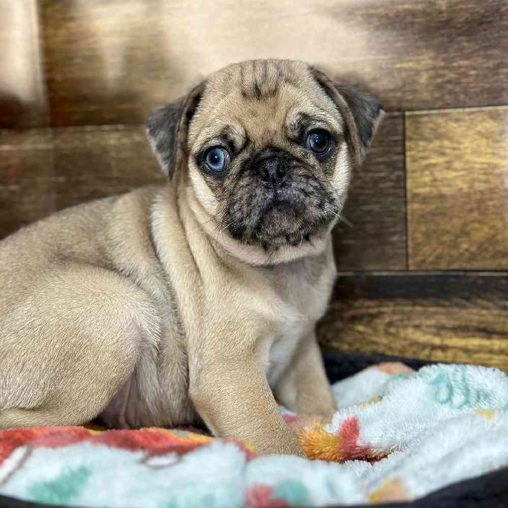 Male Pug Puppy for Sale in Saugus, MA