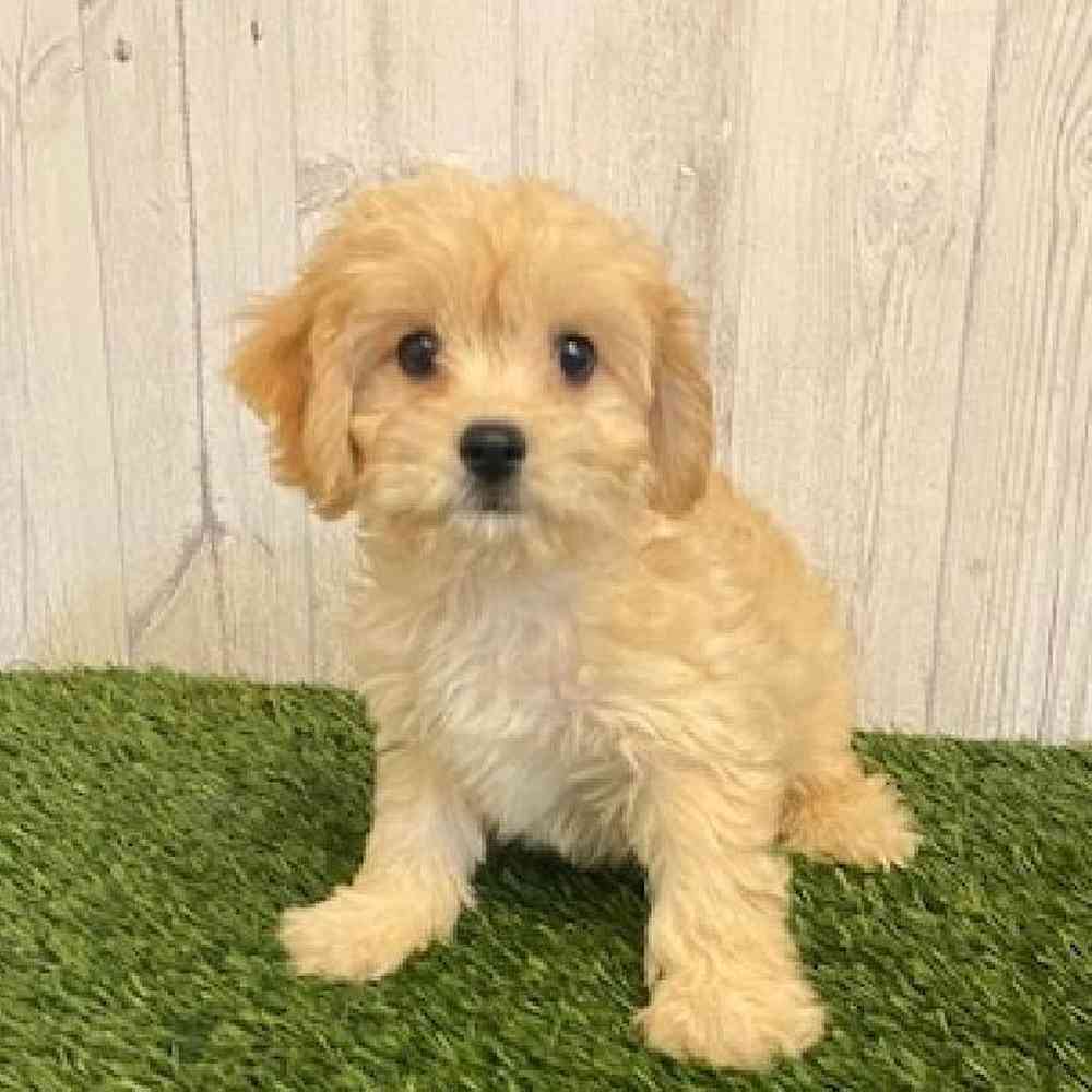 Male Cavachon Puppy for sale