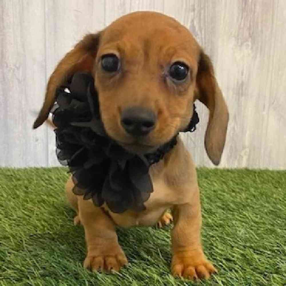 Female Dachshund Puppy for sale