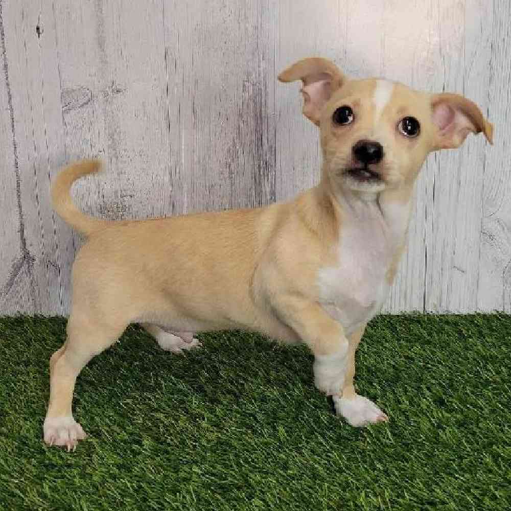 Male Chihuahua Puppy for sale
