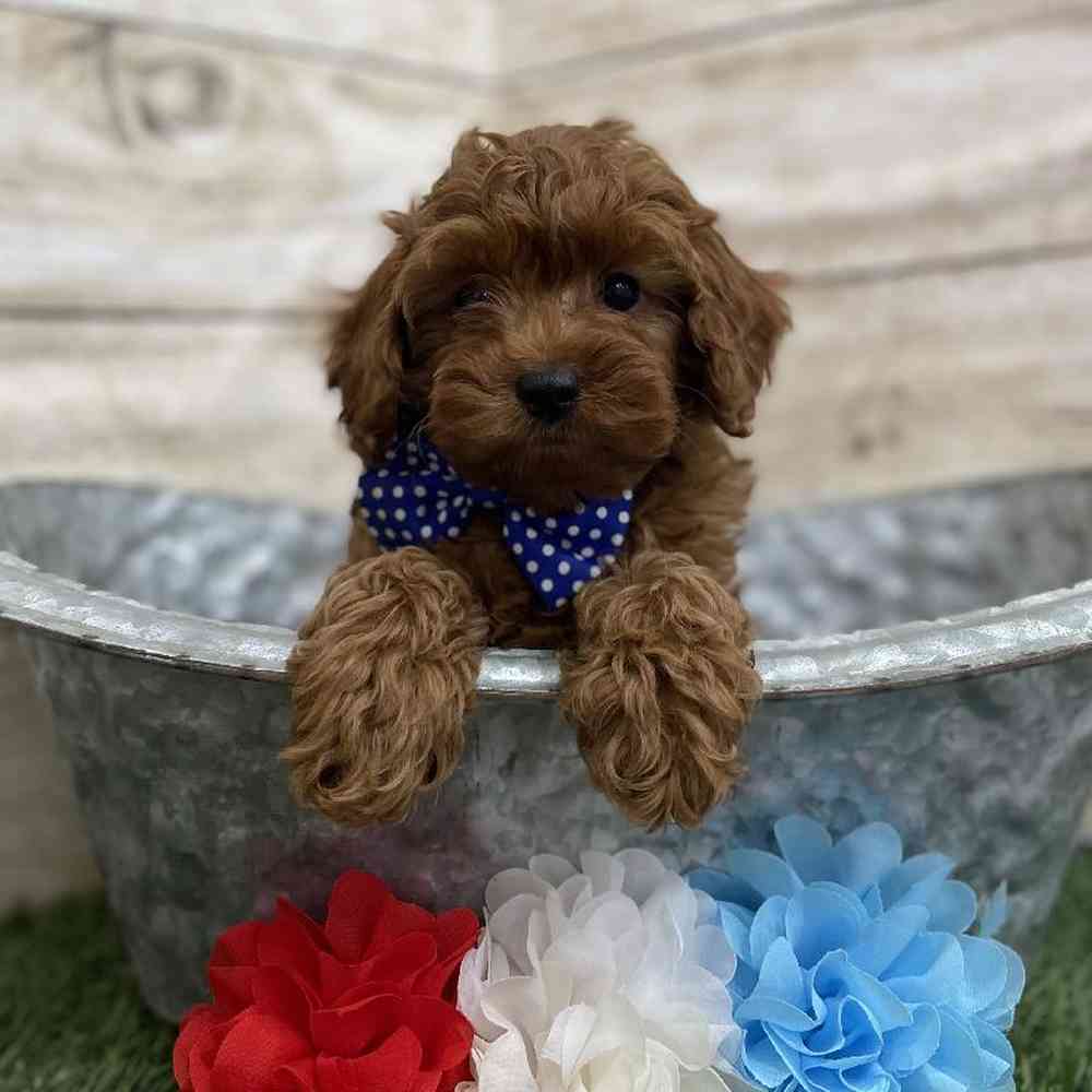 Male Cockapoo 2nd Gen Puppy for Sale in Braintree, MA