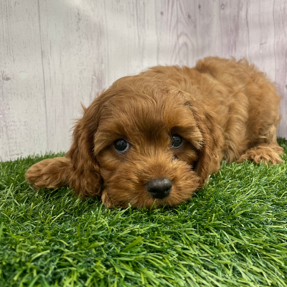 Female Cavapoo Puppy for Sale in Braintree, MA