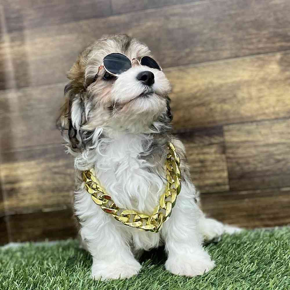 Male Hava-Chon Puppy for Sale in Braintree, MA