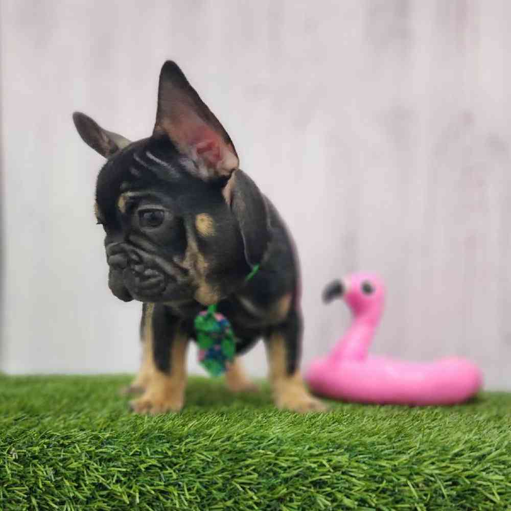 Male French Bulldog Puppy for Sale in Braintree, MA