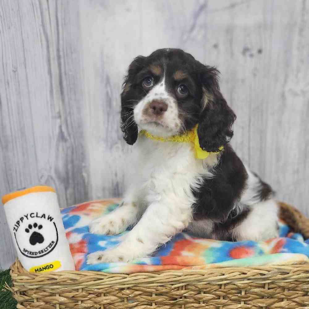 Female Cocker Spaniel Puppy for Sale in Saugus, MA