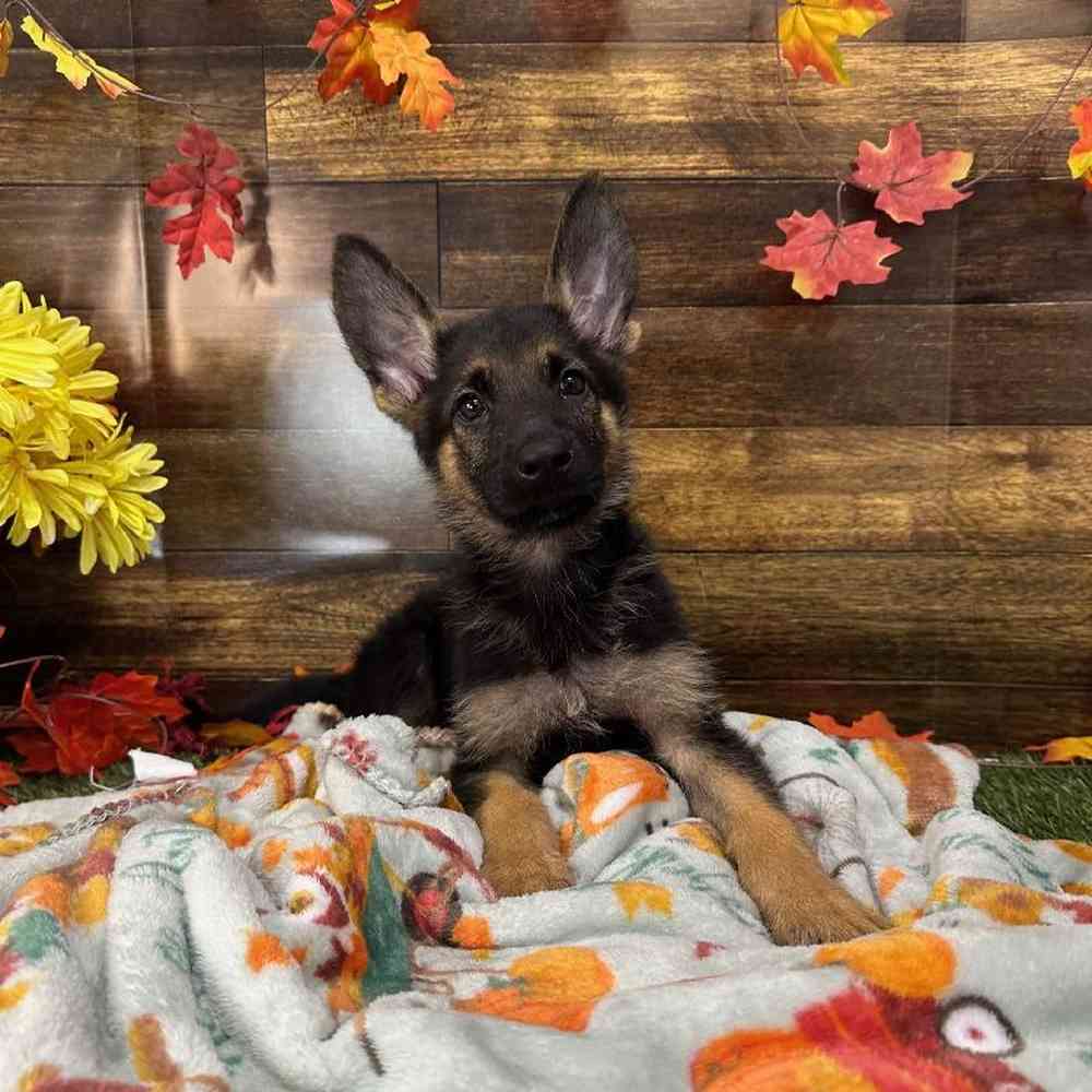 Female German Shepherd Dog Puppy for Sale in Saugus, MA