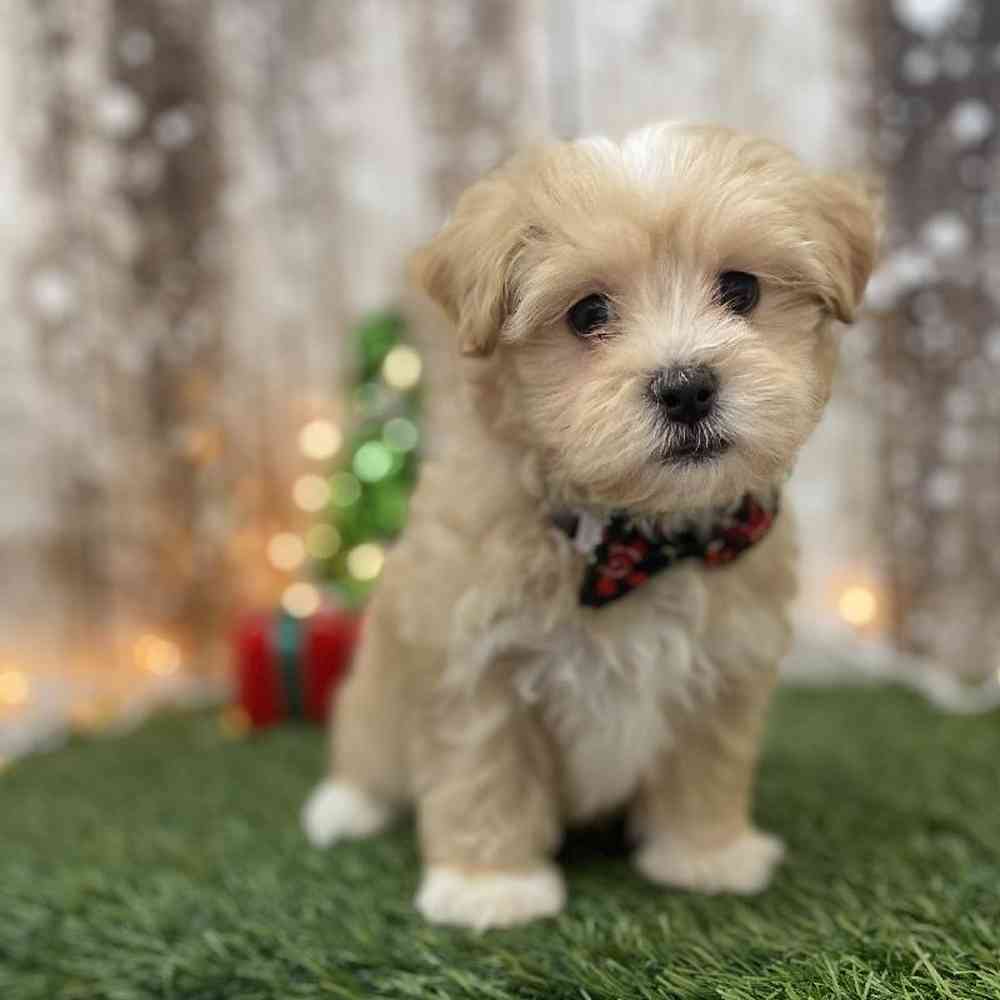 Male Malti-Poo Puppy for Sale in Braintree, MA