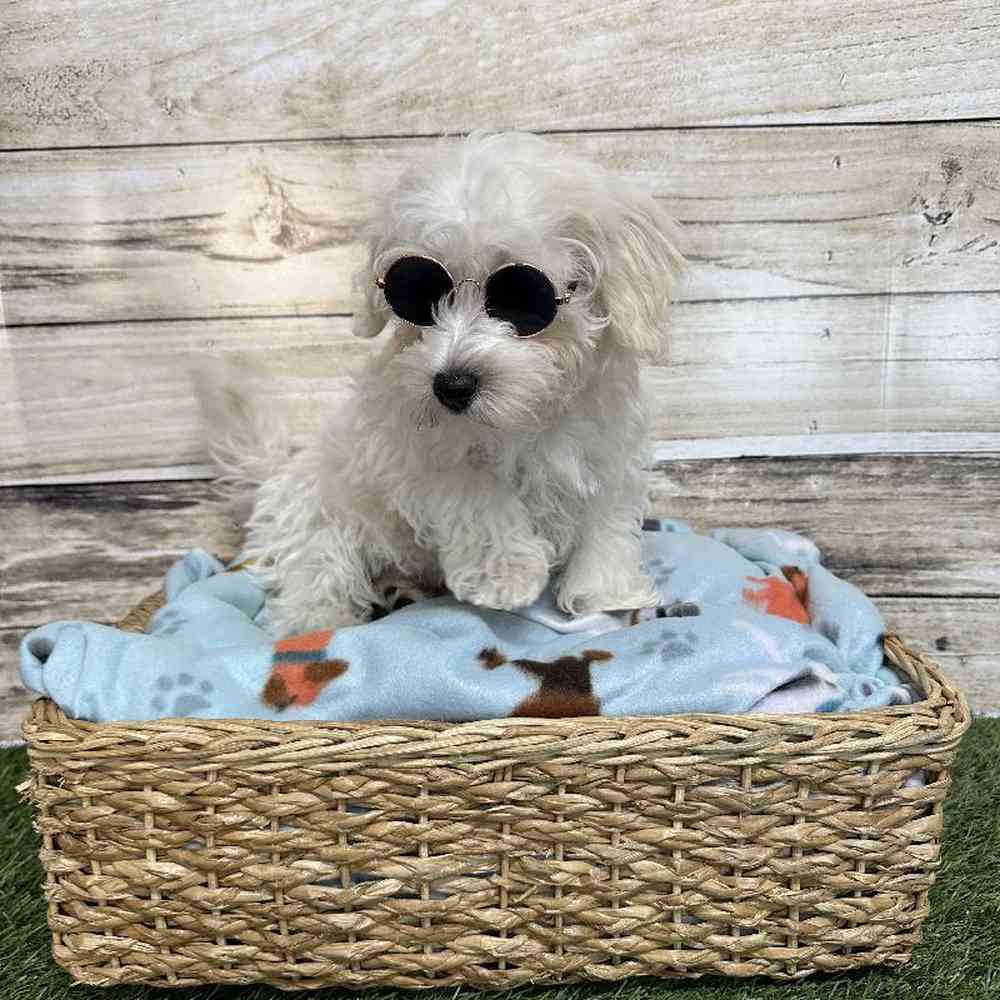 Male Schnoodle Puppy for Sale in Saugus, MA