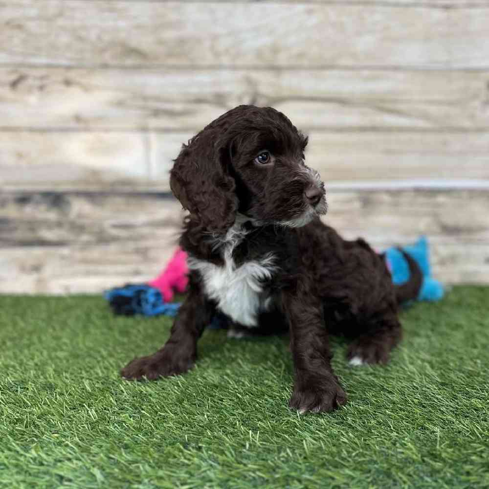 Male Mini Labradoodle 2nd Gen Puppy for Sale in Saugus, MA