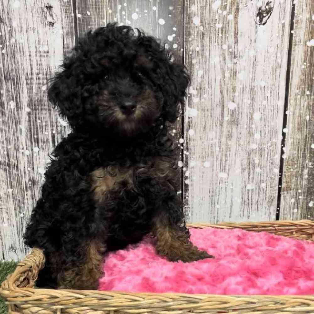 Female Mini Goldendoodle 2nd Gen Puppy for Sale in Saugus, MA