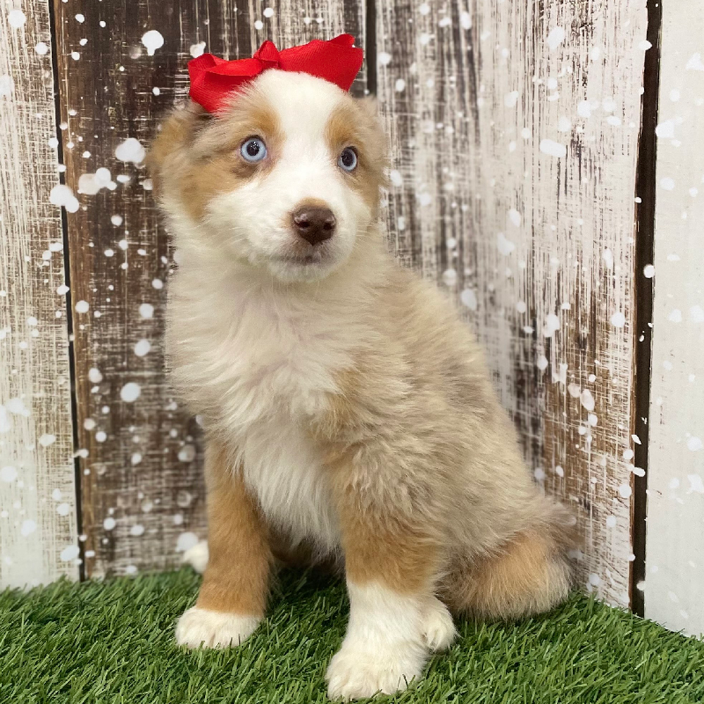 Female Miniature Australian Shepherd Puppy for Sale in Braintree, MA