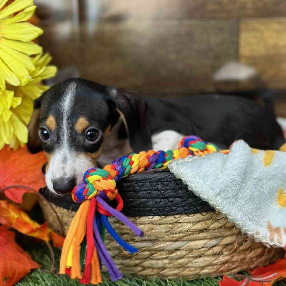 Male Dachshund Puppy for Sale in Saugus, MA