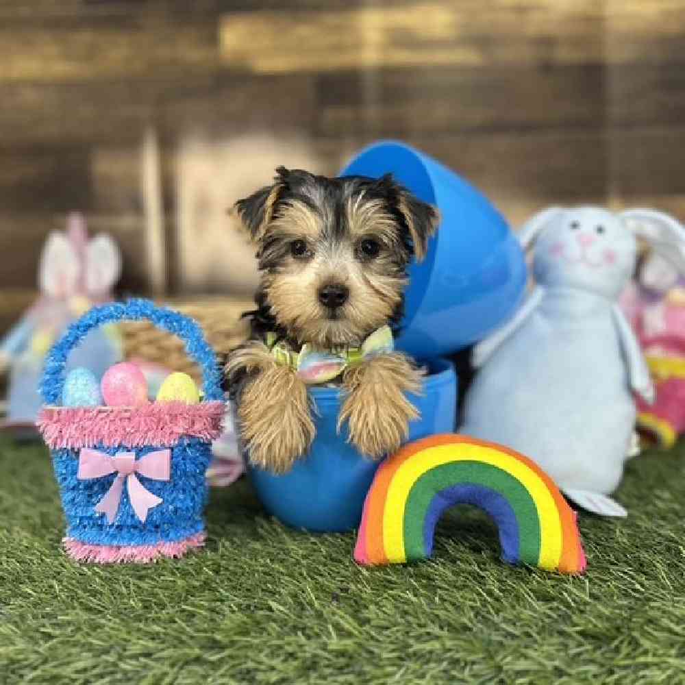 Male Yorkshire Terrier Puppy for Sale in Saugus, MA