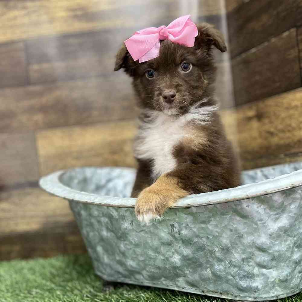 Miniature Australian Shepherd For Sale Pet Express Braintree