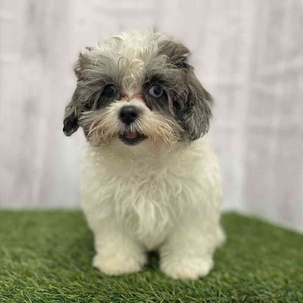 Female Shih-Poo Puppy for Sale in Braintree, MA