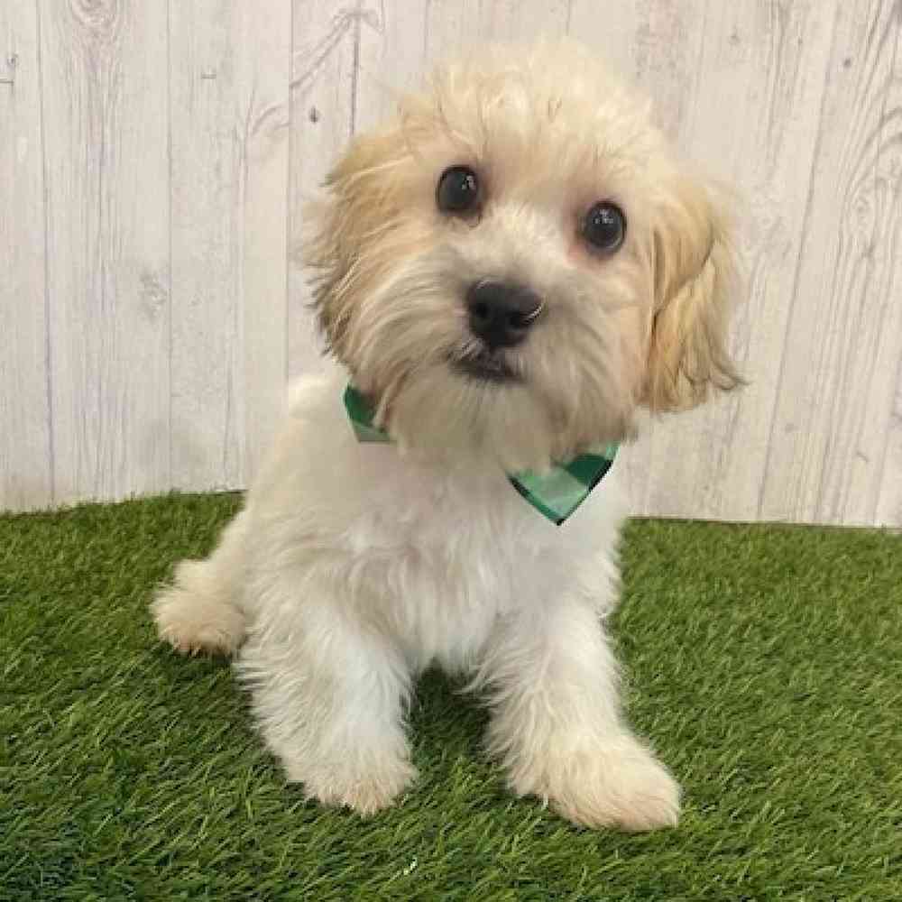 Male Teddy Bear (Zuchon) Puppy for sale