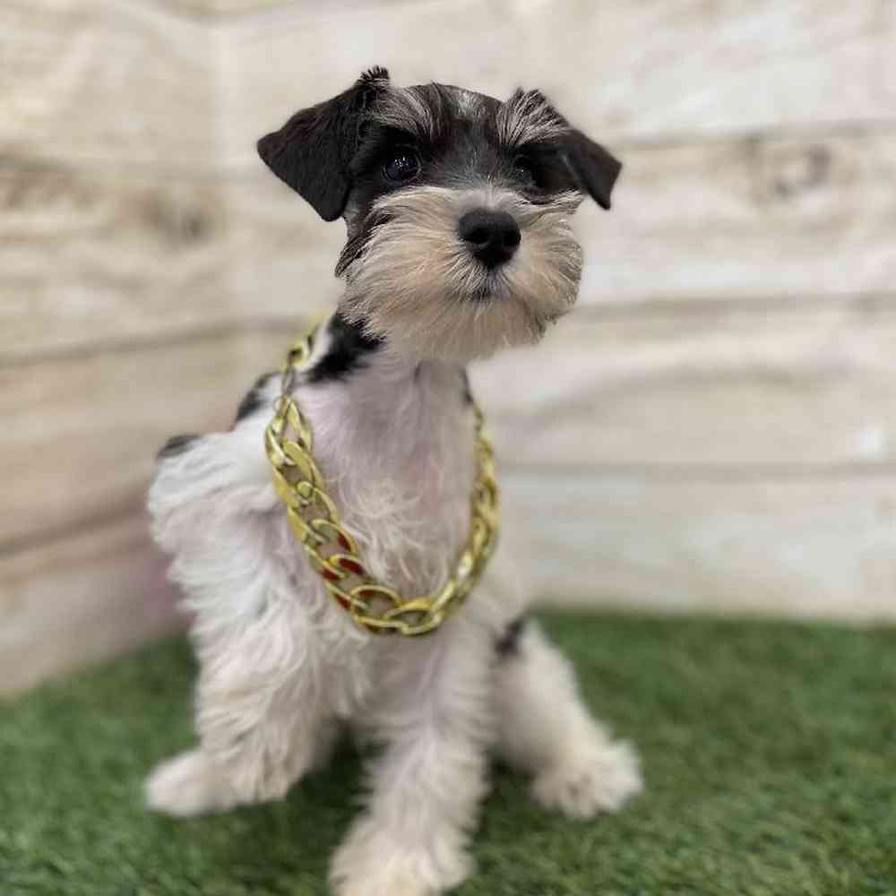 Male Miniature Schnauzer Puppy for Sale in Braintree, MA