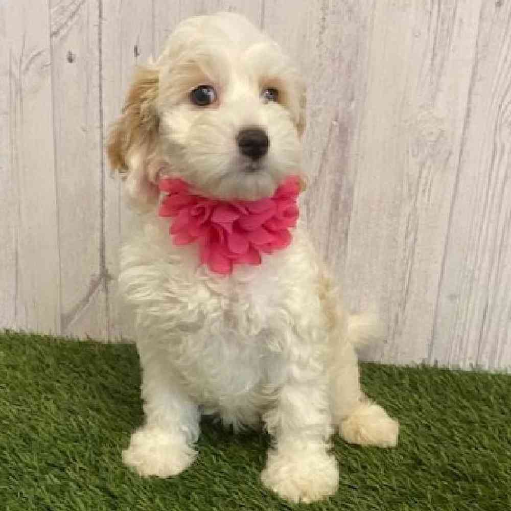 Female Cockapoo Puppy for sale