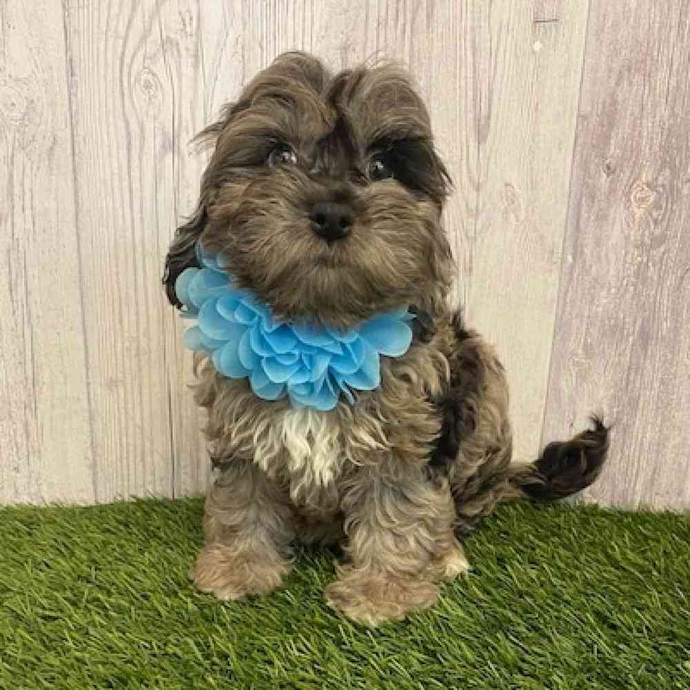 Female Cockapoo Puppy for sale