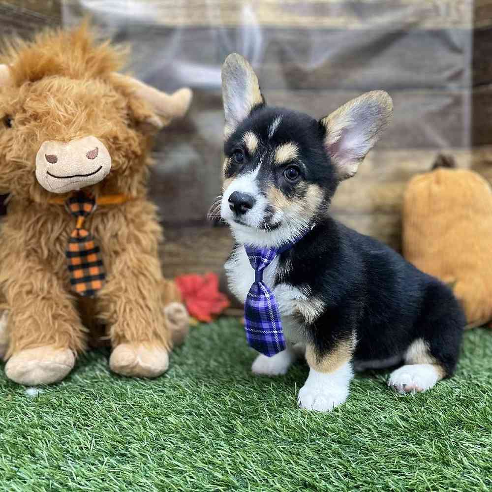 Male Pembroke Welsh Corgi Puppy for Sale in Braintree, MA
