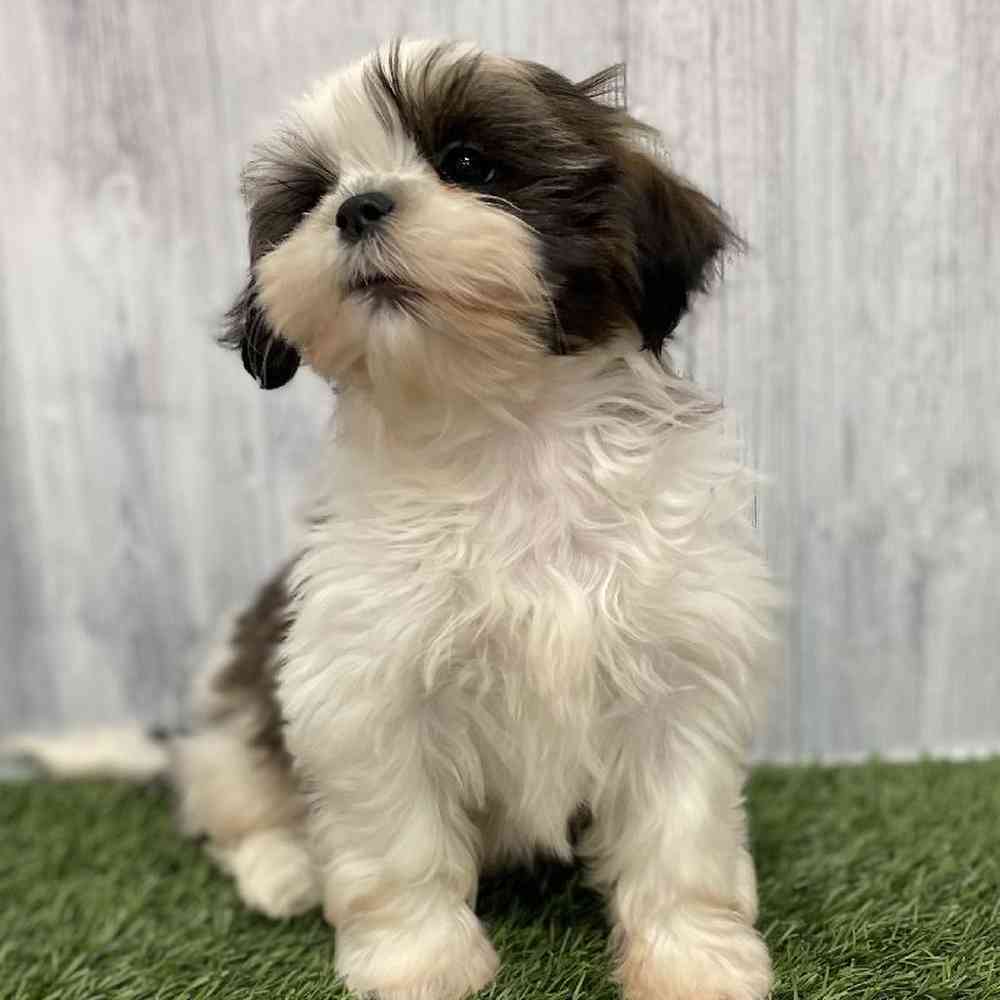Female Shih Tzu Puppy for Sale in Braintree, MA